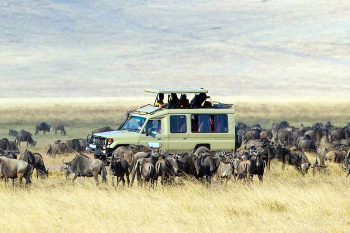 Elephants walking across the Serengeti plains at sunset